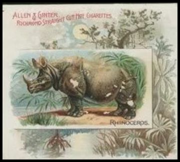 44 Rhinoceros